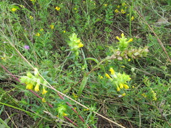 Rhinanthus serotinus aestivalis