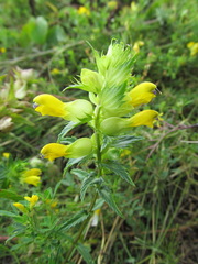 Rhinanthus serotinus aestivalis