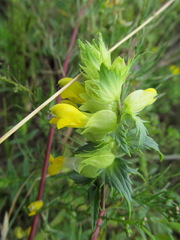 Rhinanthus serotinus aestivalis