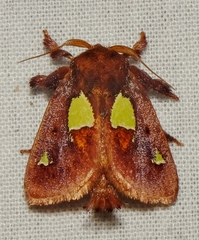 Euclea nanina