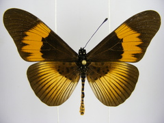 Acraea bana