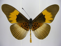 Acraea bana