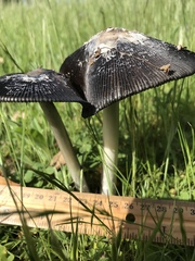 Coprinus calyptratus