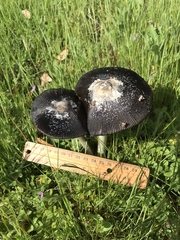 Coprinus calyptratus