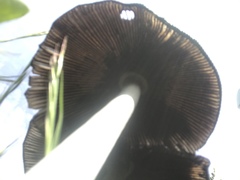 Coprinus calyptratus