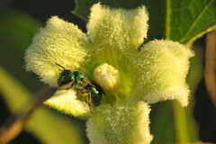 Cayaponia podantha, photograph Sebastián Lovera, CC0, iNaturalist via GBIF