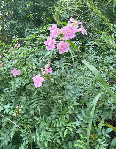 Podranea ricasoliana observed 2024-01-30