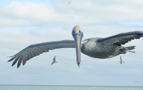 Brown Pelican photographed in Florida