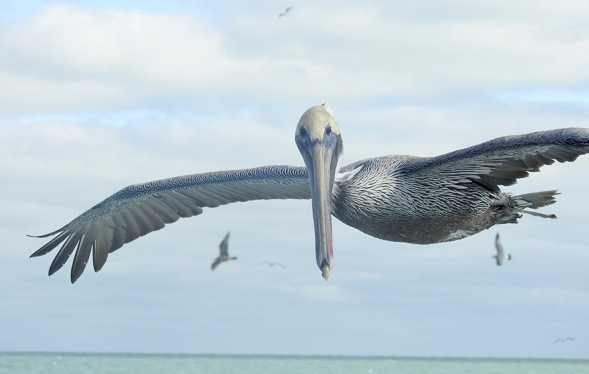 Brown Pelican (Pelecanus occidentalis)