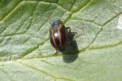 Prasocuris hannoveriana