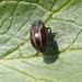 Prasocuris hannoveriana - Photo (c) carlobraunert, some rights reserved (CC BY-NC), uploaded by carlobraunert