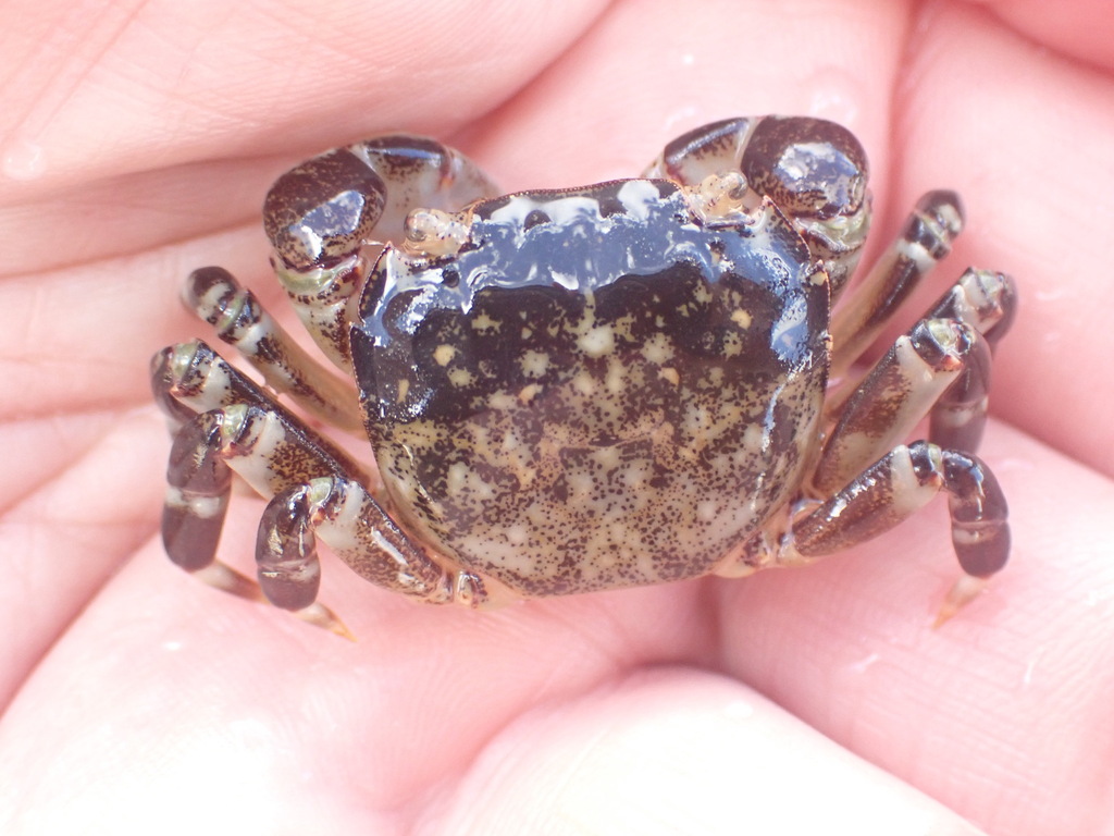 Common Rock Crab from The Pines 7282, New Zealand on January 23, 2024 ...