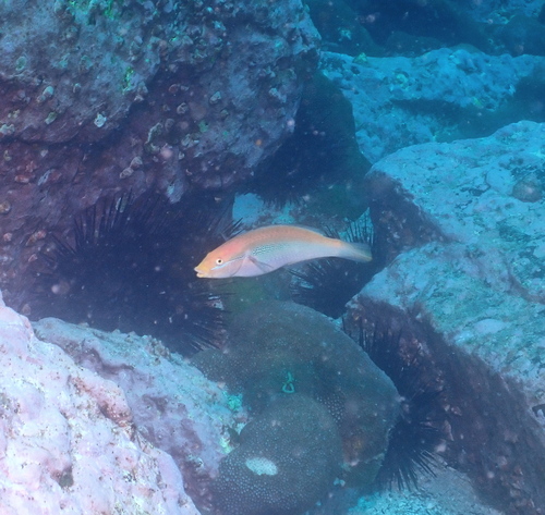 Brokeline wrasse (Stethojulis interrupta) — Labridae — 5