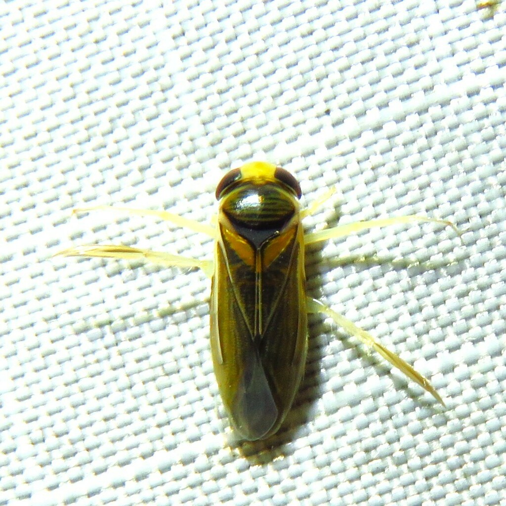 Acuminate Water Boatman