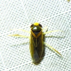 Acuminate Water Boatman