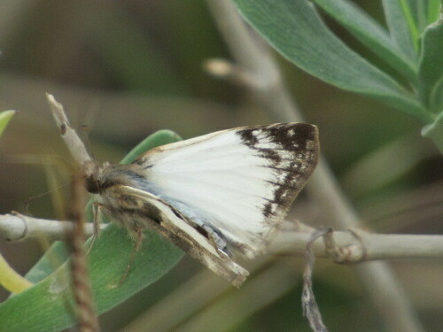 Laviana White-Skipper photo 3