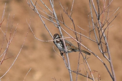 Song Sparrow photographed in New Mexico