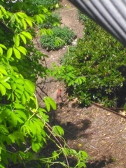 Cardinalis cardinalis