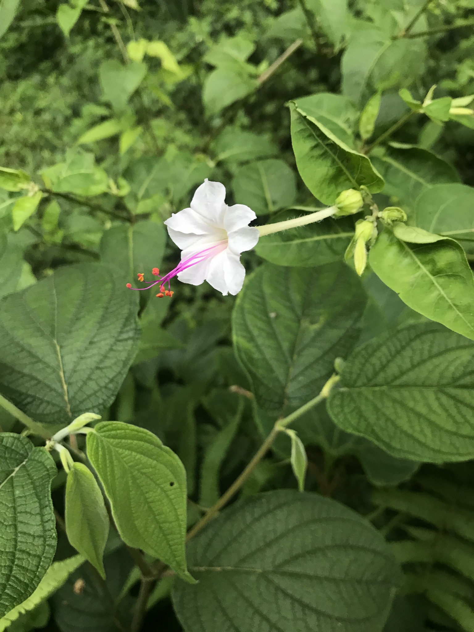Imagem de Jalapa-de-jardim