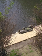 Trachemys scripta elegans
