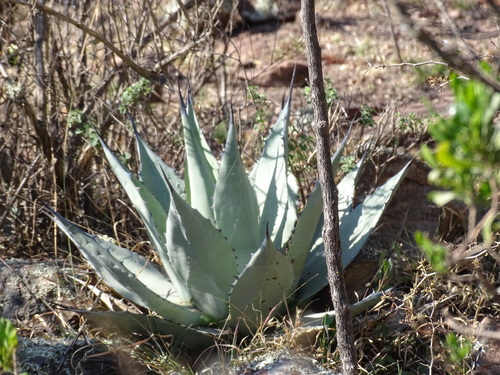 Image of Agave applanata by (c) Alexis López Hernández, some rights reserved (CC BY)