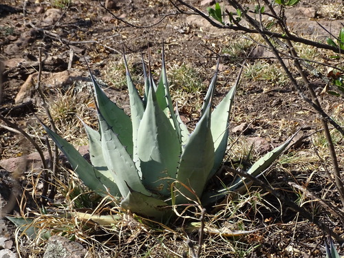 Agave applanata