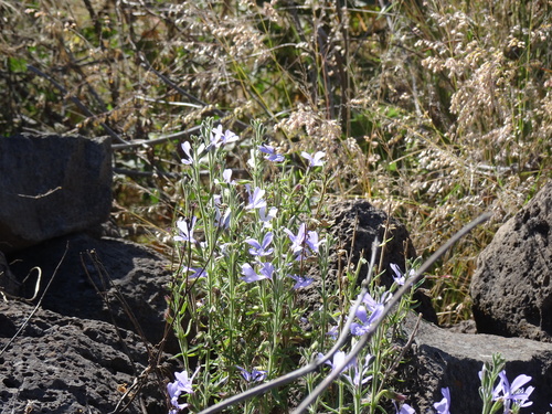 Bonplandia geminiflora (Bonplandia geminiflora)