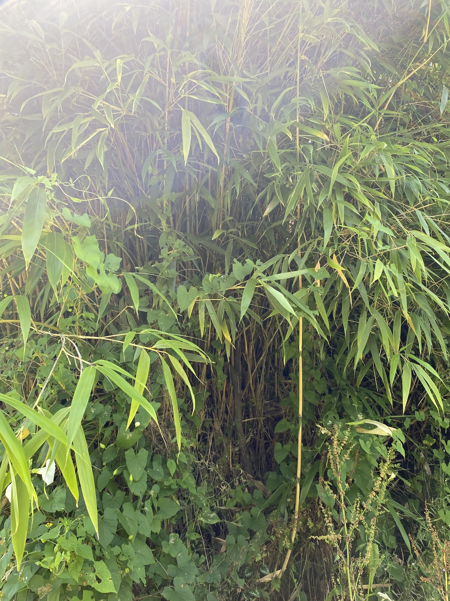 Imagem de Bambu-japonês