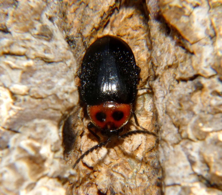 Sacodes fuscipennis