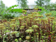 Marchantia polymorpha