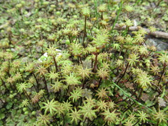 Marchantia polymorpha