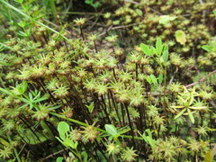 Marchantia polymorpha