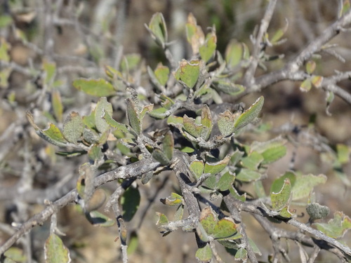 Image of Malacomeles denticulata by (c) Alexis López Hernández, some rights reserved (CC BY)