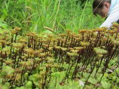 Marchantia polymorpha