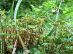 Marchantia polymorpha