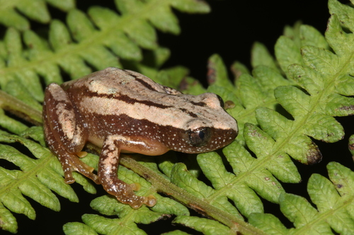 Banana frog, Afrixalus morerei