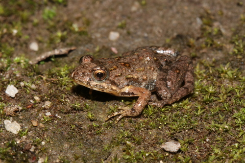 Scheffler's River Frog, Phrynobatrachus scheffleri