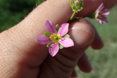 Sabatia arenicola