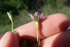 Sabatia arenicola