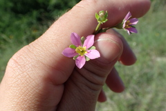 Sabatia arenicola