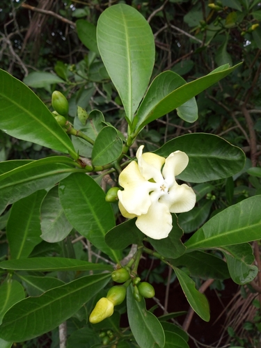 Wild Frangipani