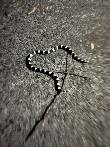 Eastern Bandy Bandy sighting