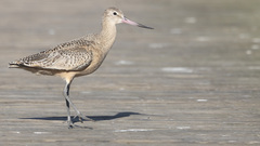 Marbled Godwit photo 2