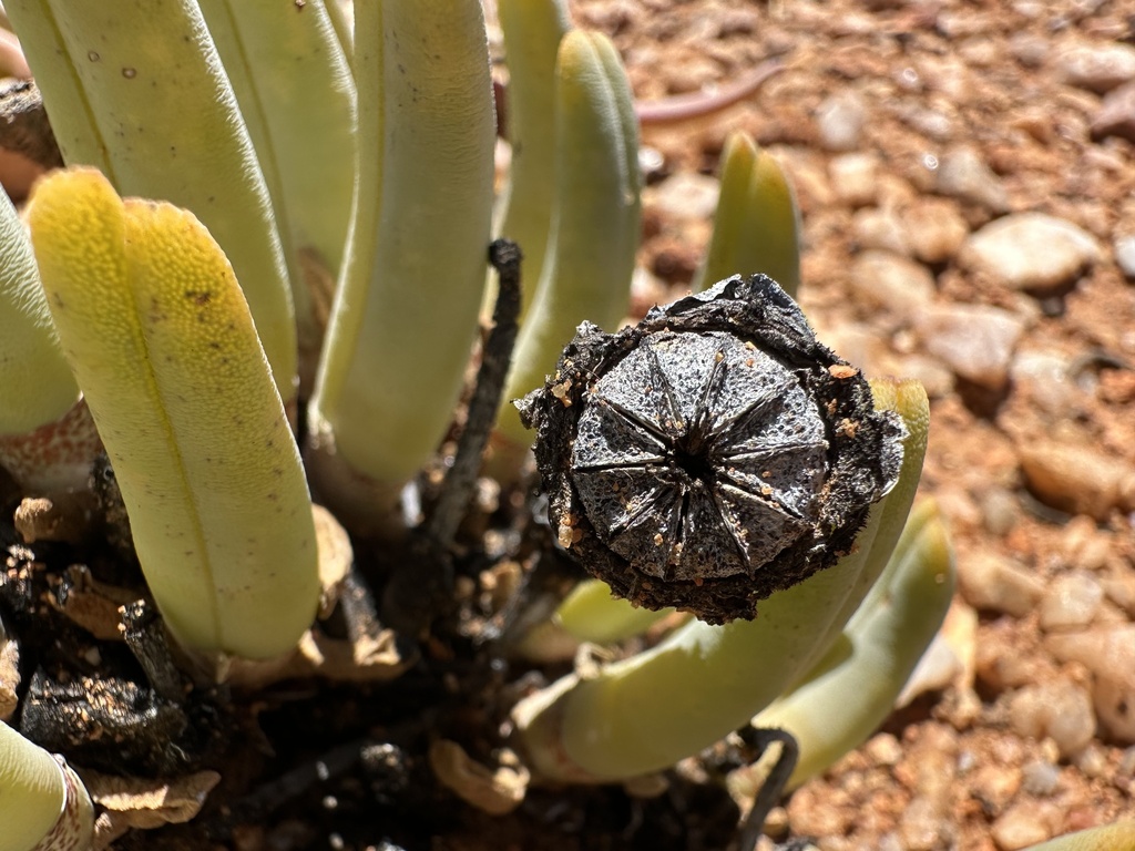 Cheiridopsis turbinata