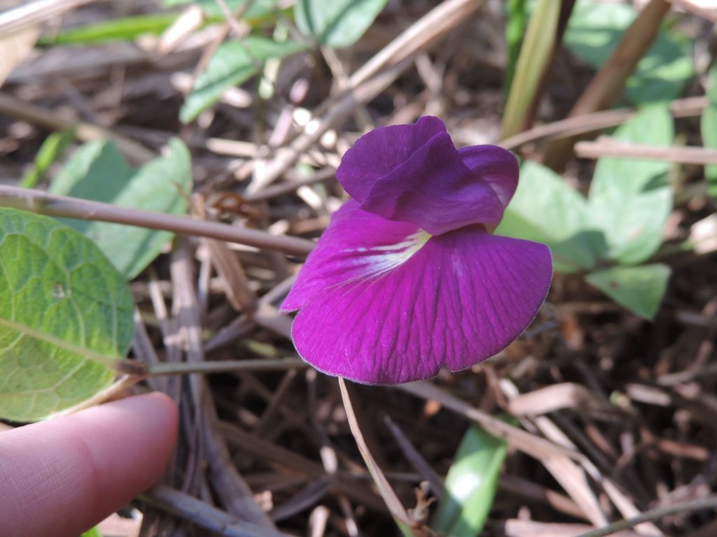Centrosema rotundifolium