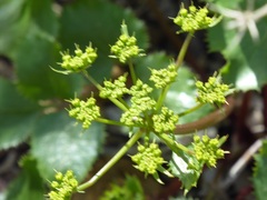 Tauschia arguta