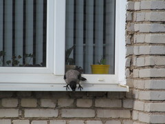 Corvus cornix