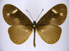 Acraea paragea