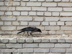 Corvus cornix