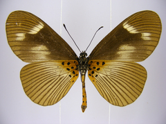 Acraea paragea